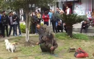 猴子友善与人共处的秘诀（猴子不乱打人的原因及如何培养友善的猴子）