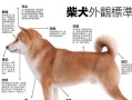柴犬与秋田犬（了解柴犬和秋田犬的不同特点及养育需求）