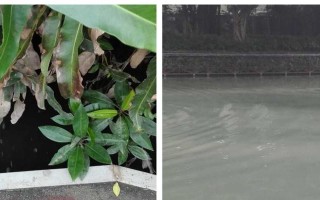 水面市场（水上生活与商业的完美结合）